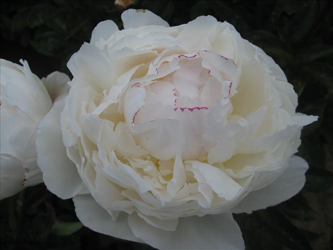 OPC_Peony_Avalanche_00