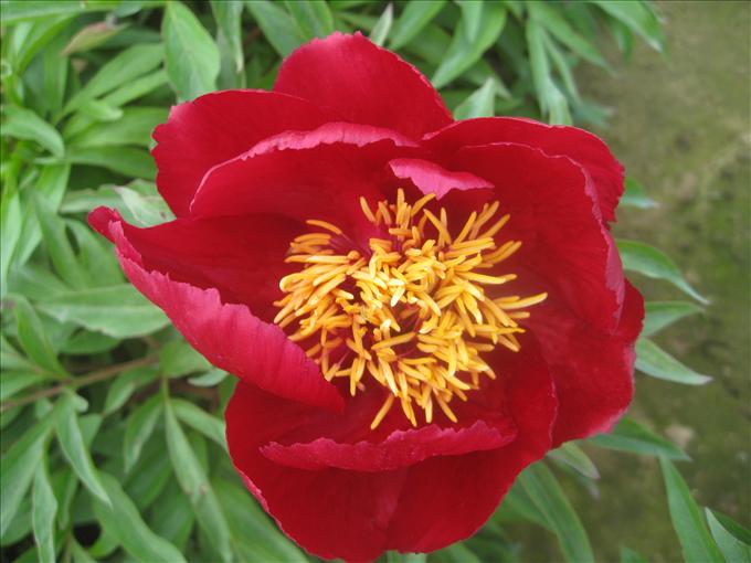 OPC_Peony_Early_Scout_00