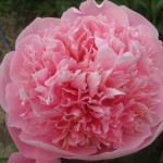 OPC_Peony_Etched_Salmon_00