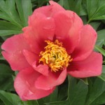 OPC_Peony_Old_Rose_Dandy_(Itoh)_00